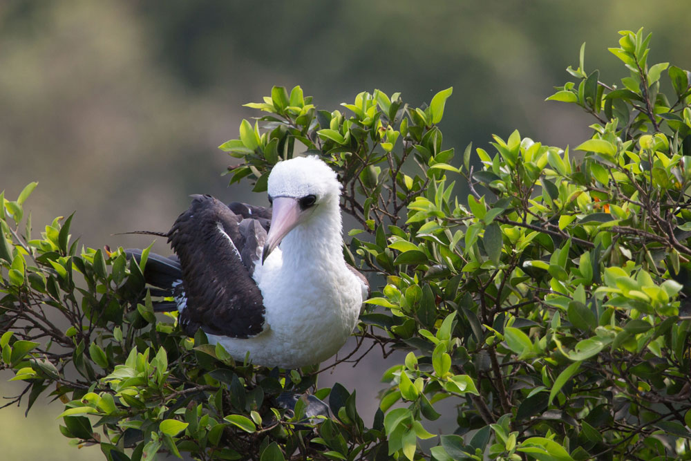 Image courtesy of Christmas Island Tourism