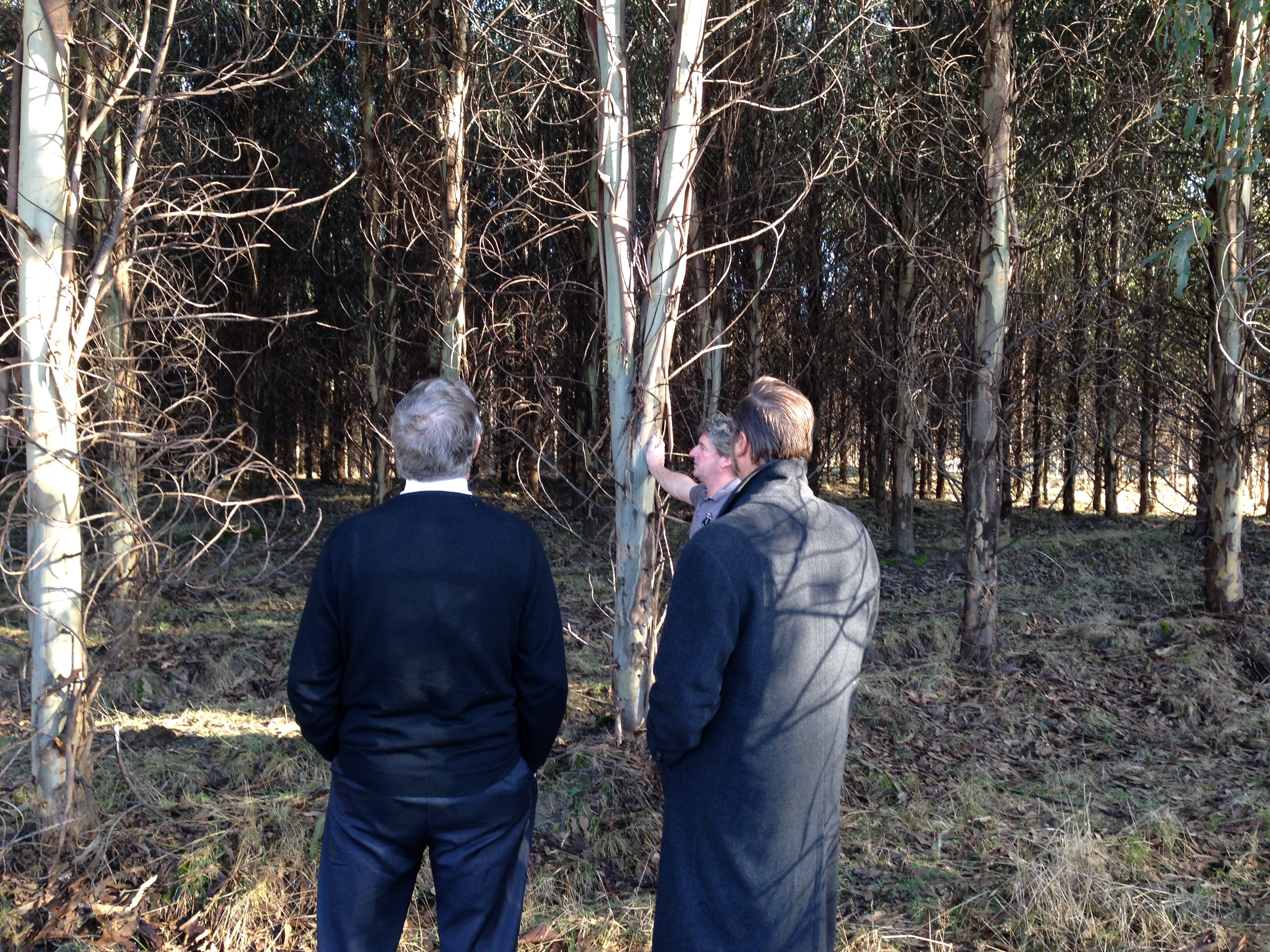 \x3cp\x3eThe committee examine a plantation near Launceston where tree growth rates did not meet the expectations outlined in the prospectus, 5 August 2015. \x3c/p\x3e